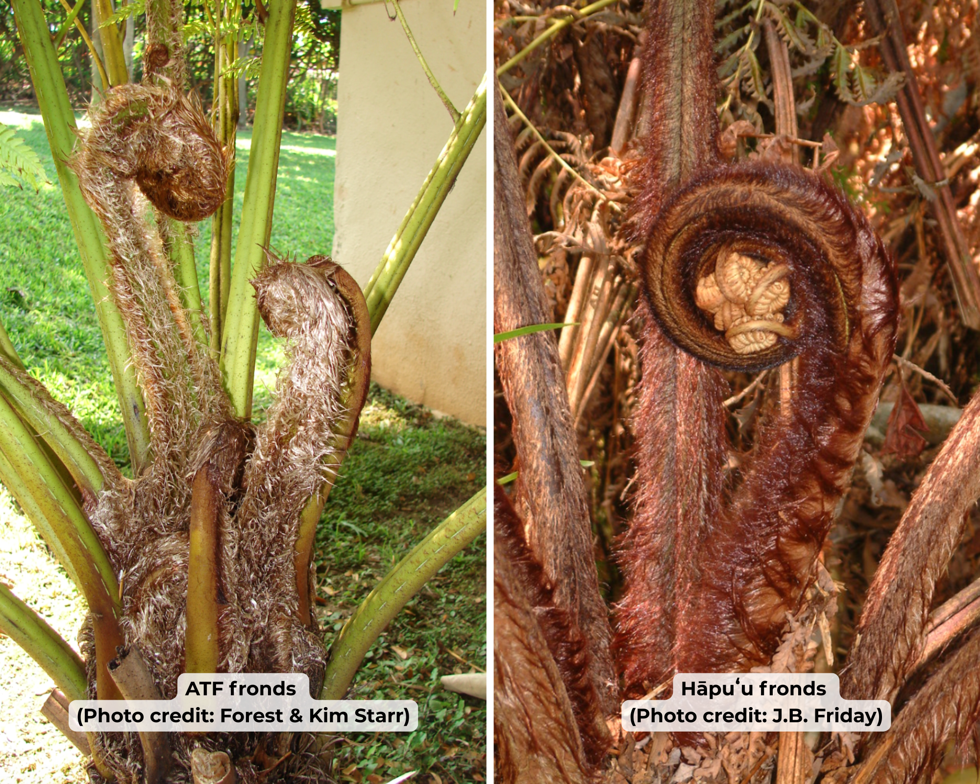 ATF vs Hapuʻu Fronds