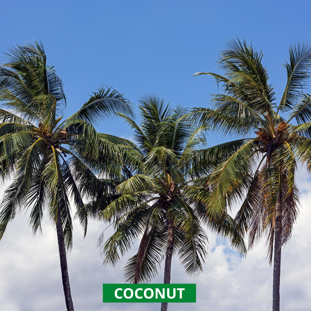 three healthy coconut trees