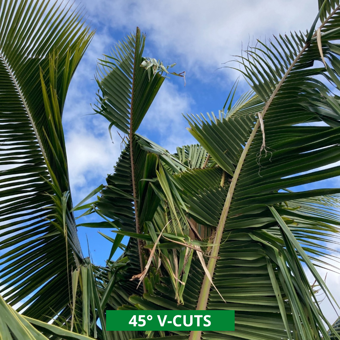 45 degree v cut palm damage from crb