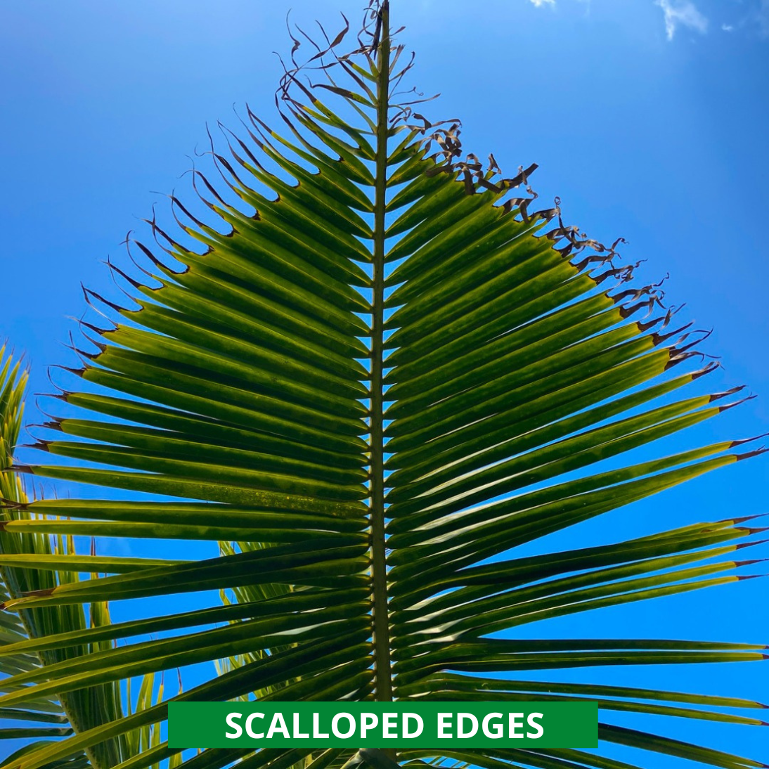 scalloped edging on palm fronds from crb