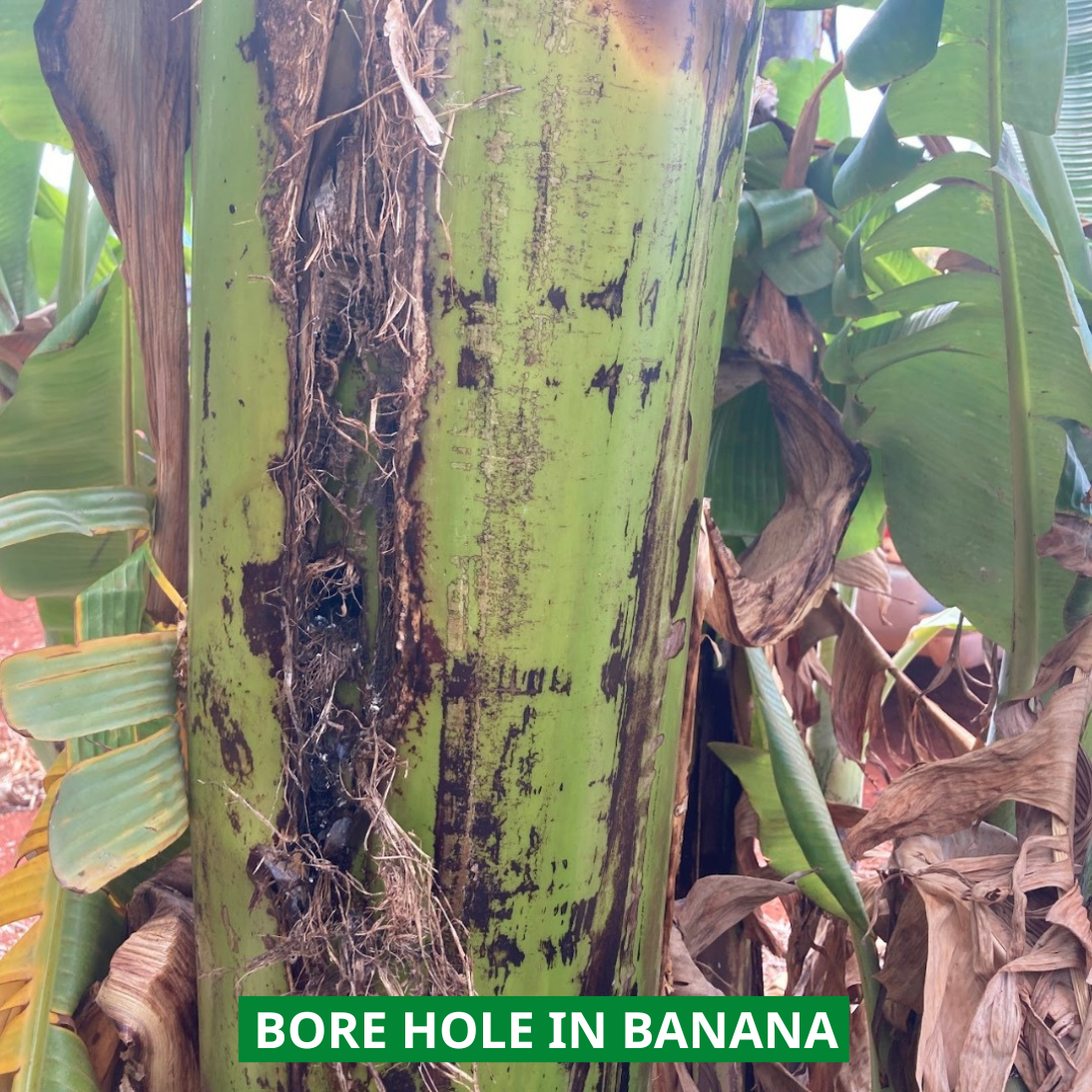 damage to banana stalk by crb