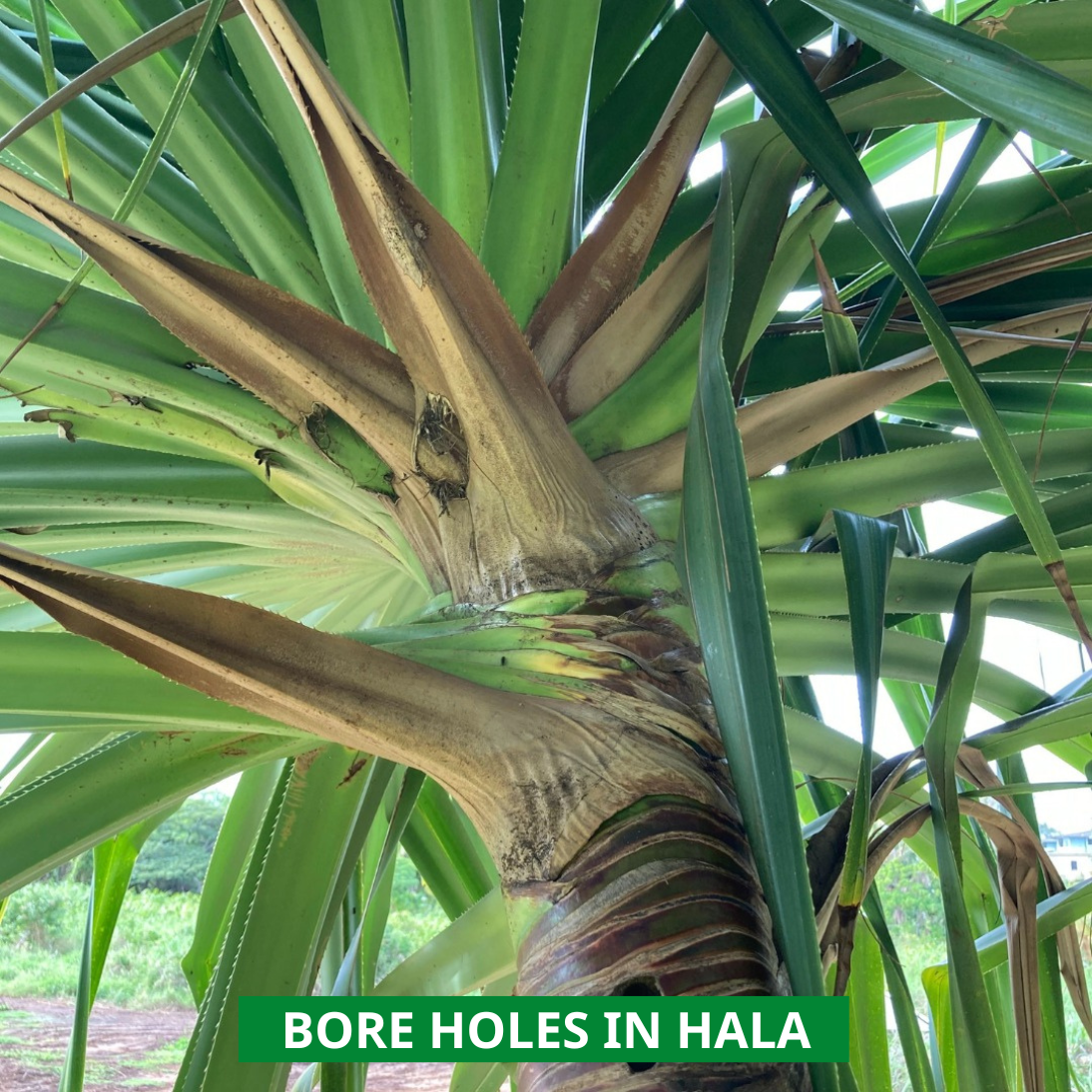 crb hore holes in hala tree