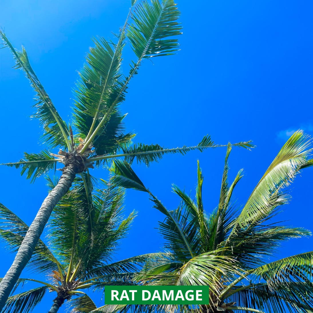 coconut fronds damaged by rats