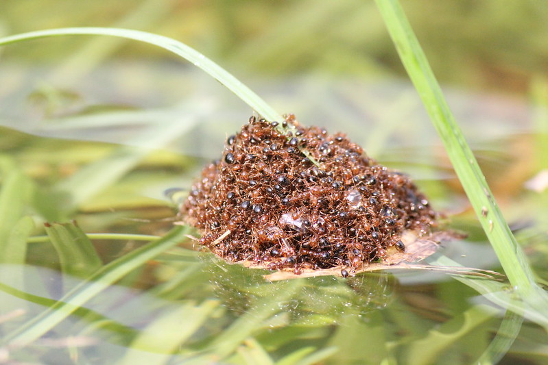a ball of red-imported fire ants rafting on flood water
