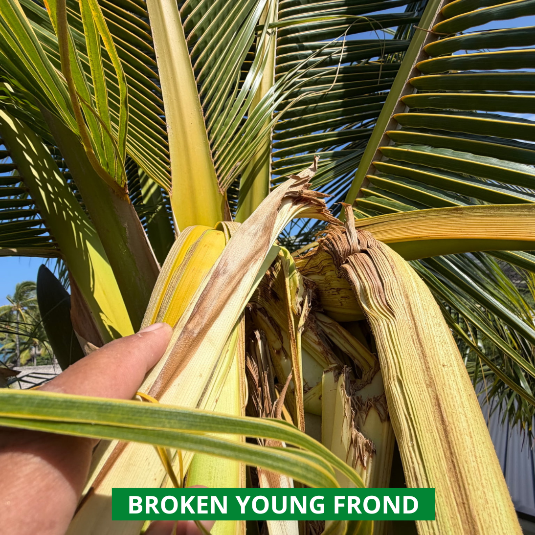 broken young frond