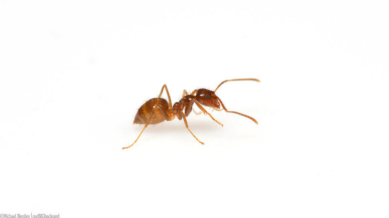 pictured is a single tawny crazy ant