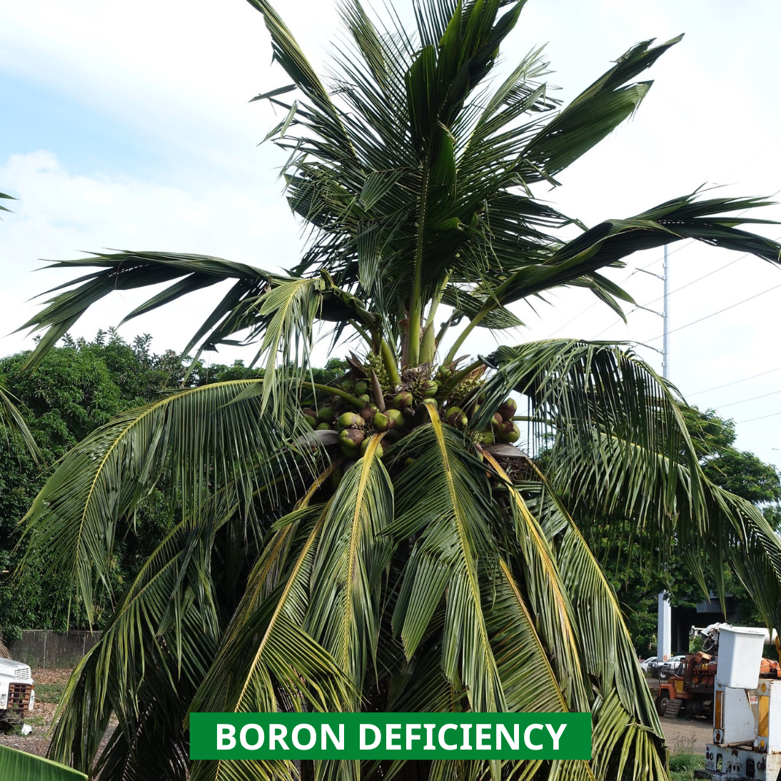 boron deficiency in coconut palm
