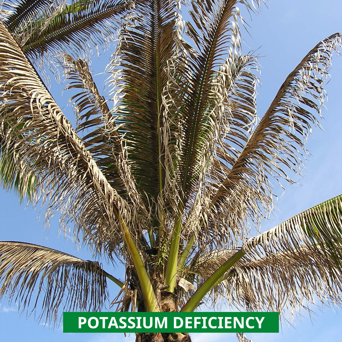 potassium deficiency and browning leaves of coconut