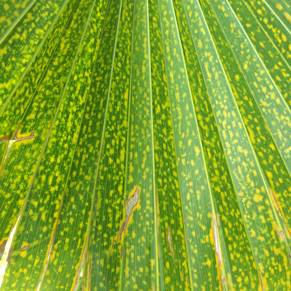 Potassium deficiency