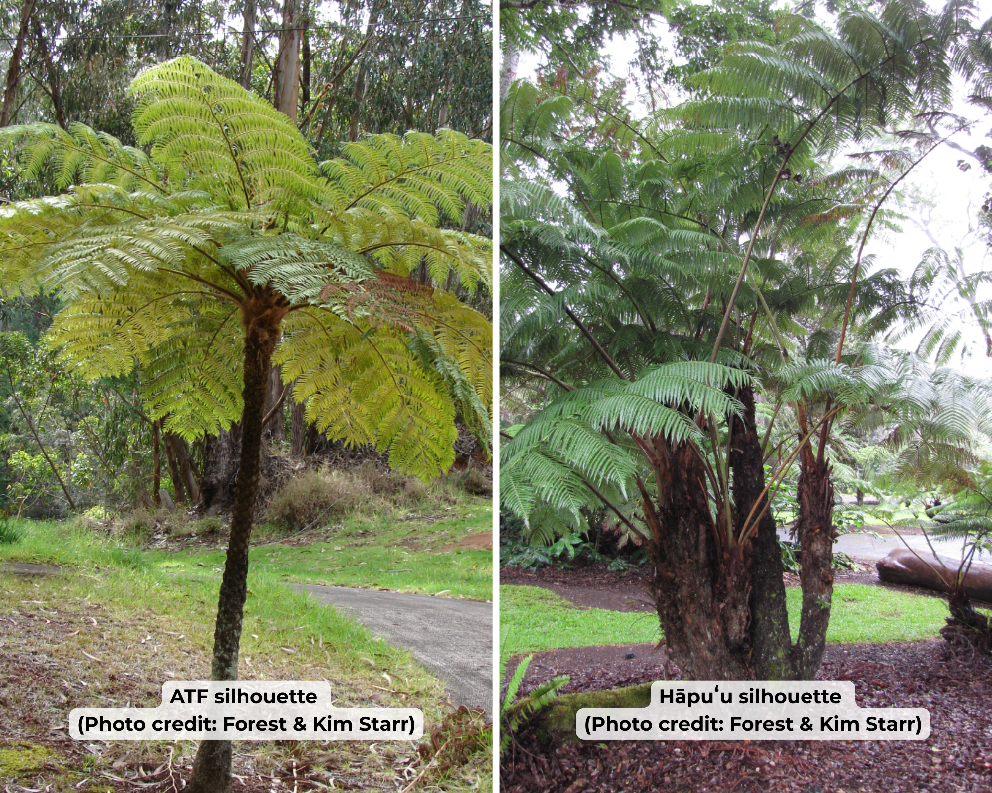 ATF vs Hapuʻu silhouette