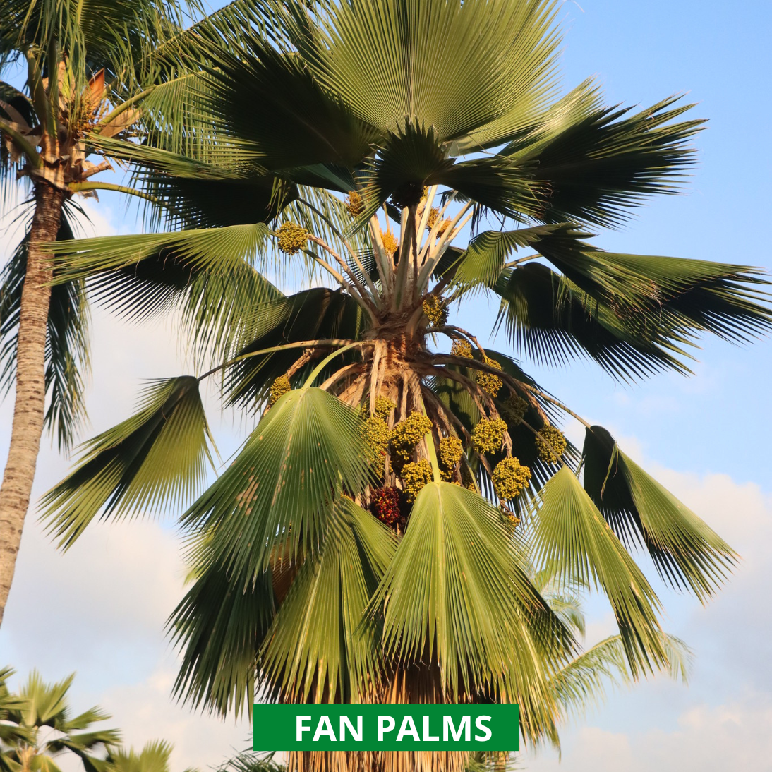 fan palm