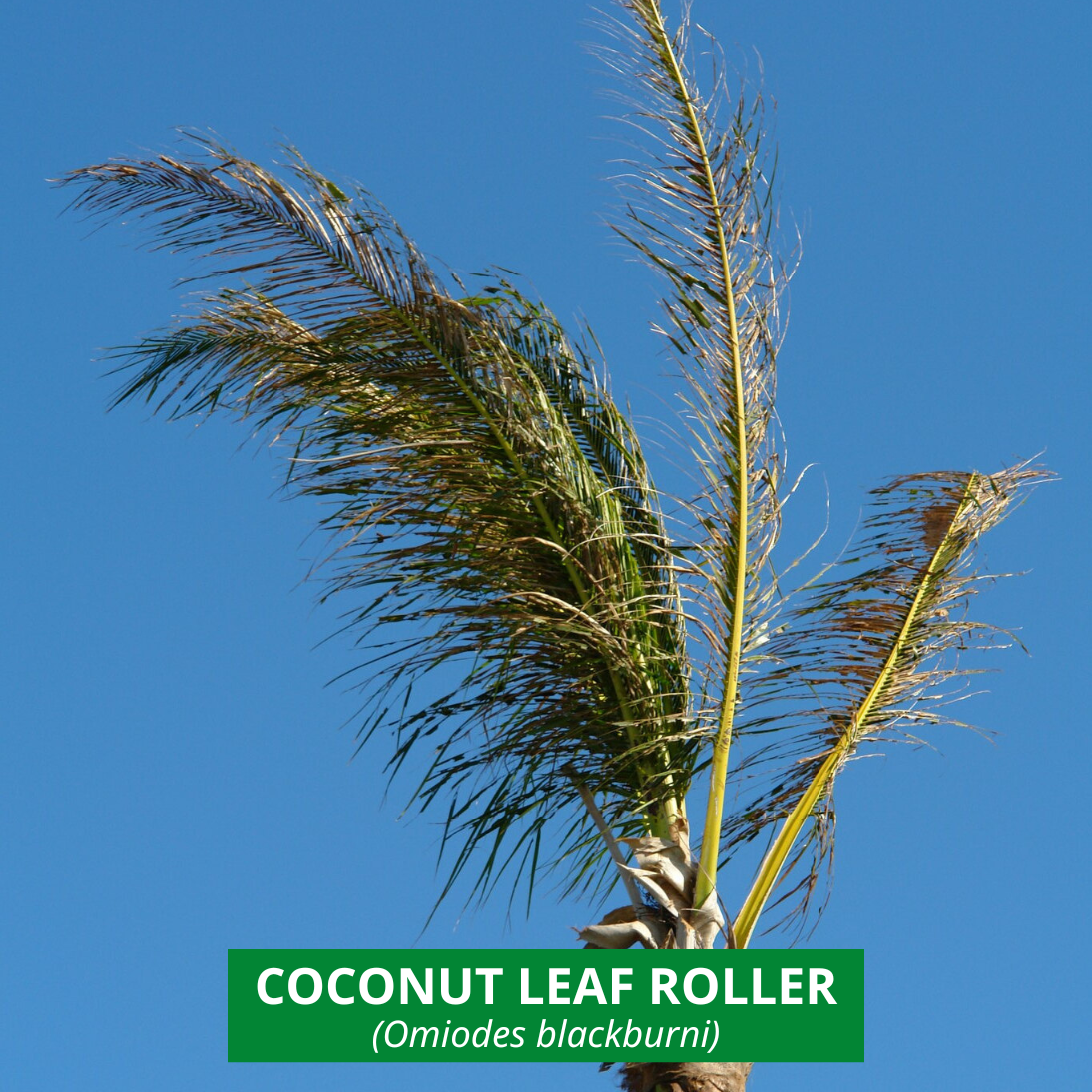 coconut tree damaged by the coconut leafroller pest