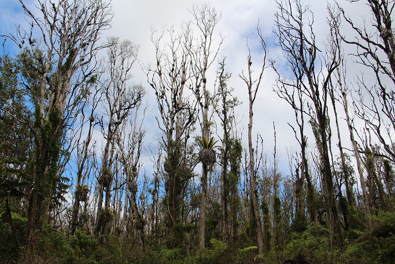 picture dead stands of ohia trees that have been infected with rapid ohia death, taken in 2015