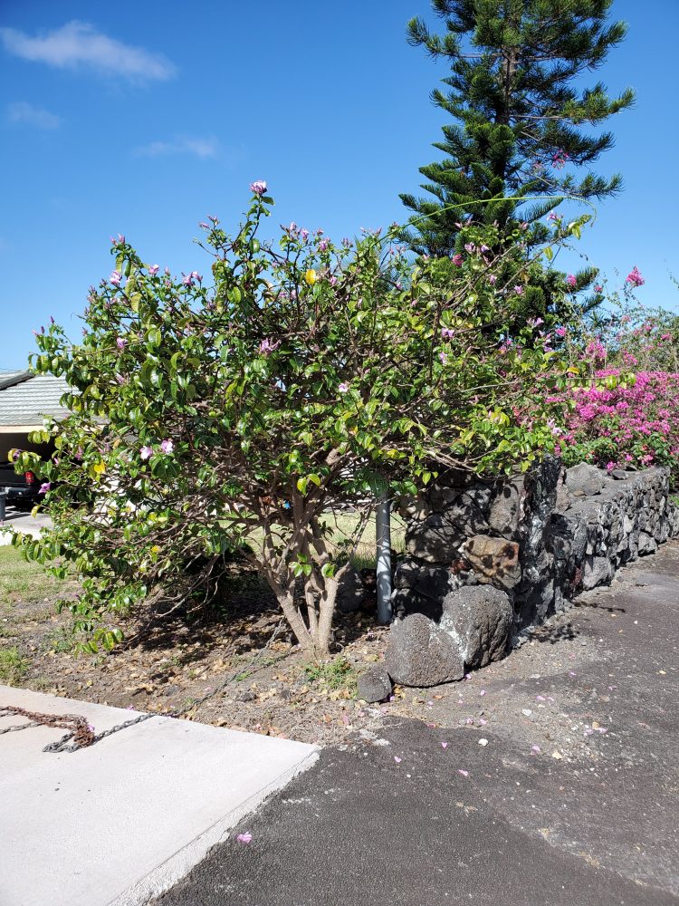 invasive rubber vine