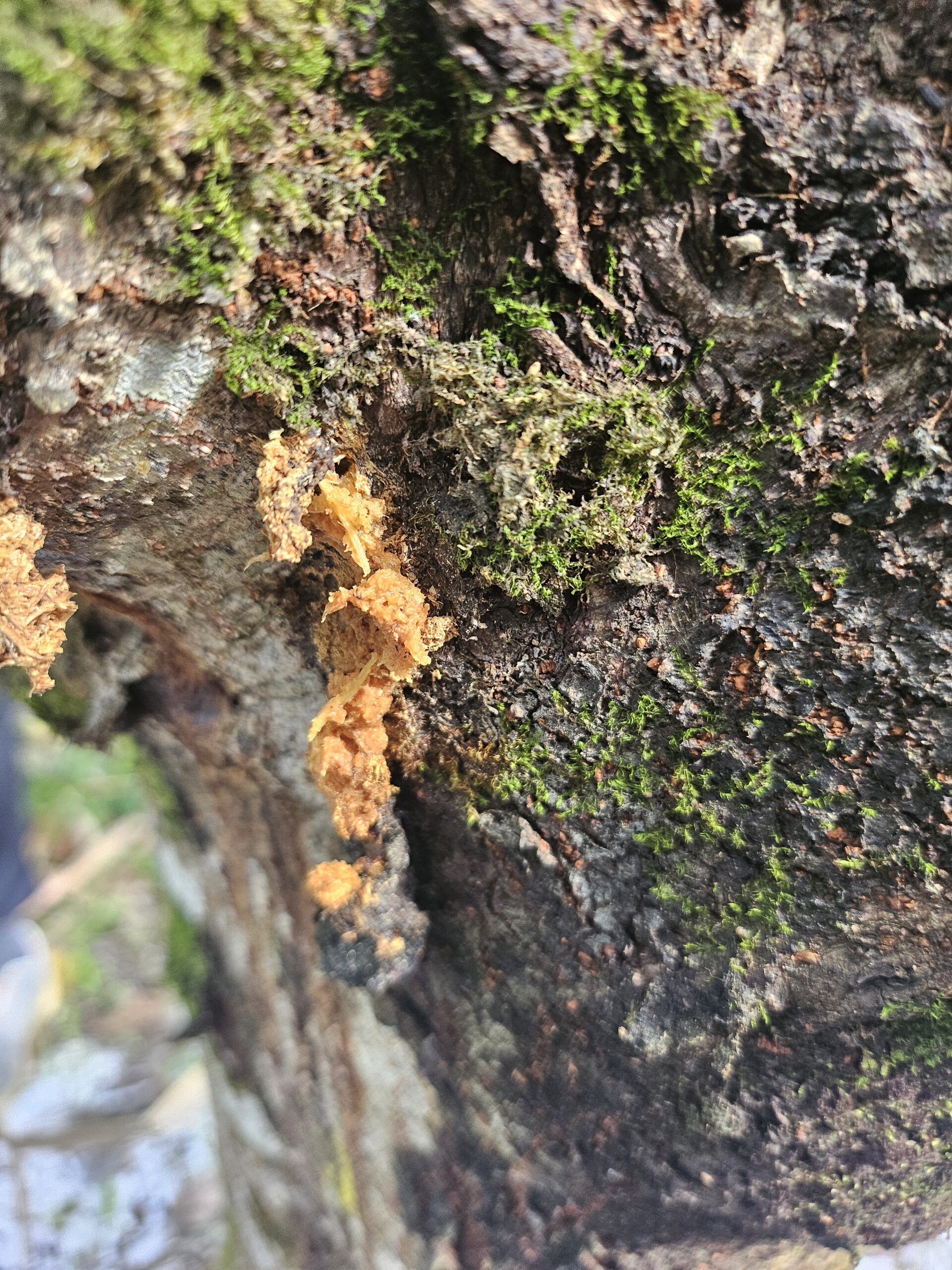 A branch showing QLB damage, sawdust coming out of the tree
