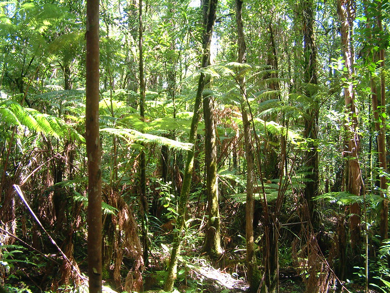 picture shows a healthy native forest in Lower Puna, taken in 2005