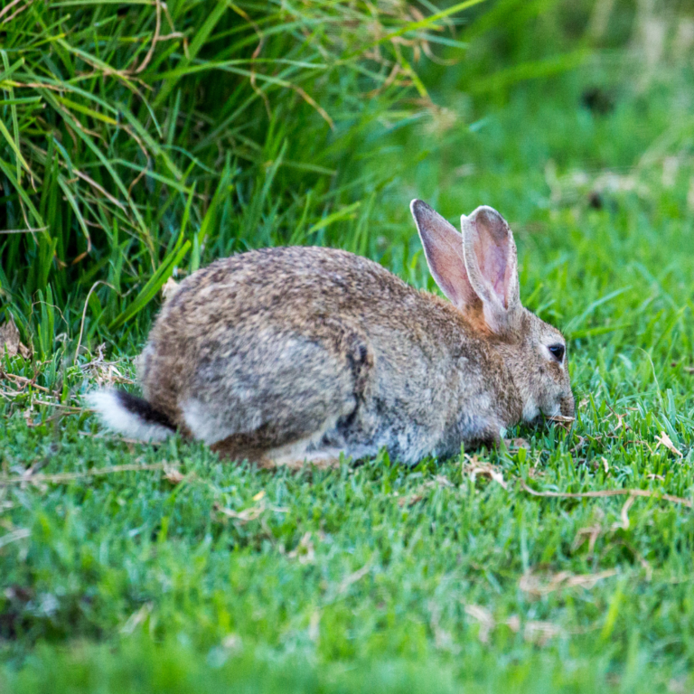 Rabbits Big Island Invasive Species Committee (BIISC)