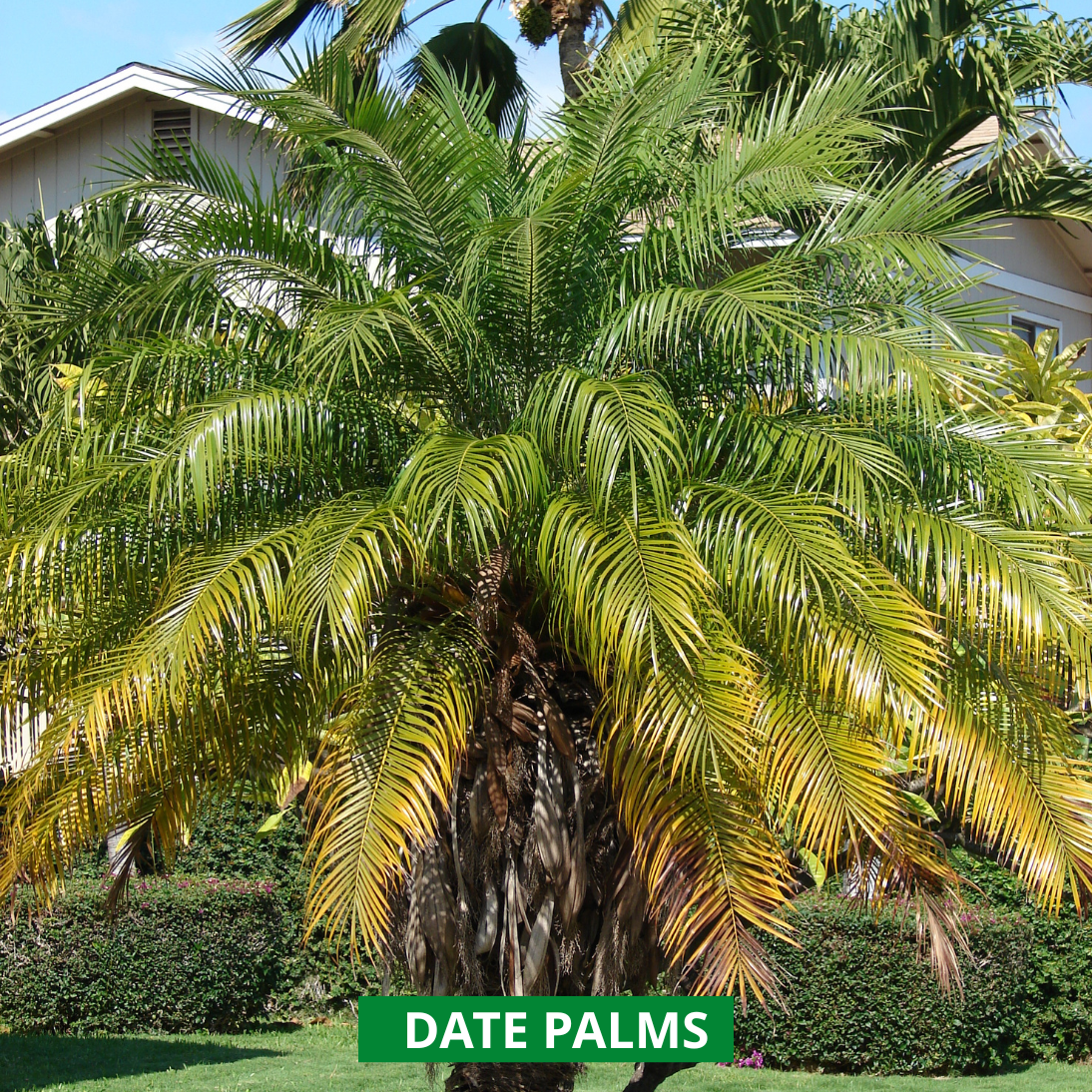date palm