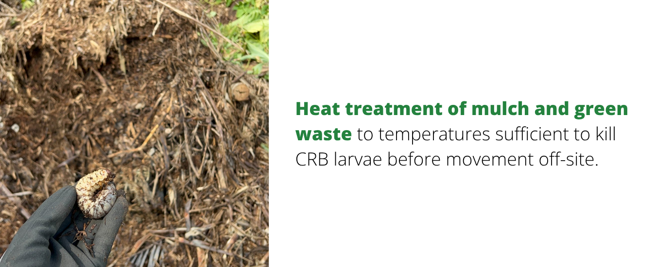 crb larva found in mulch