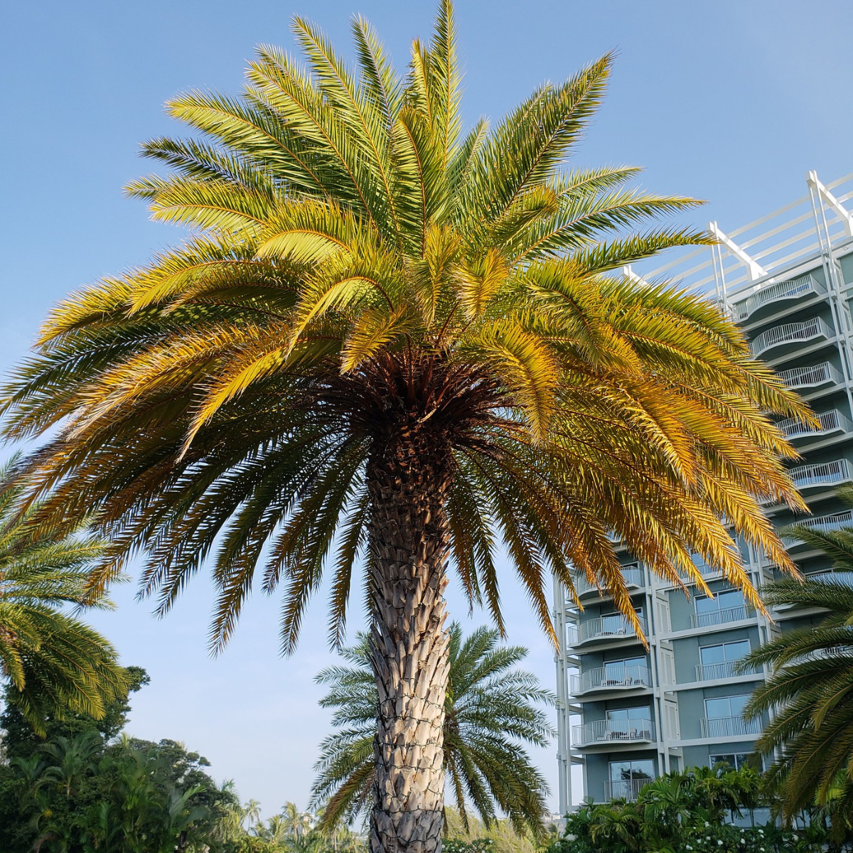 Magnesium deficiency