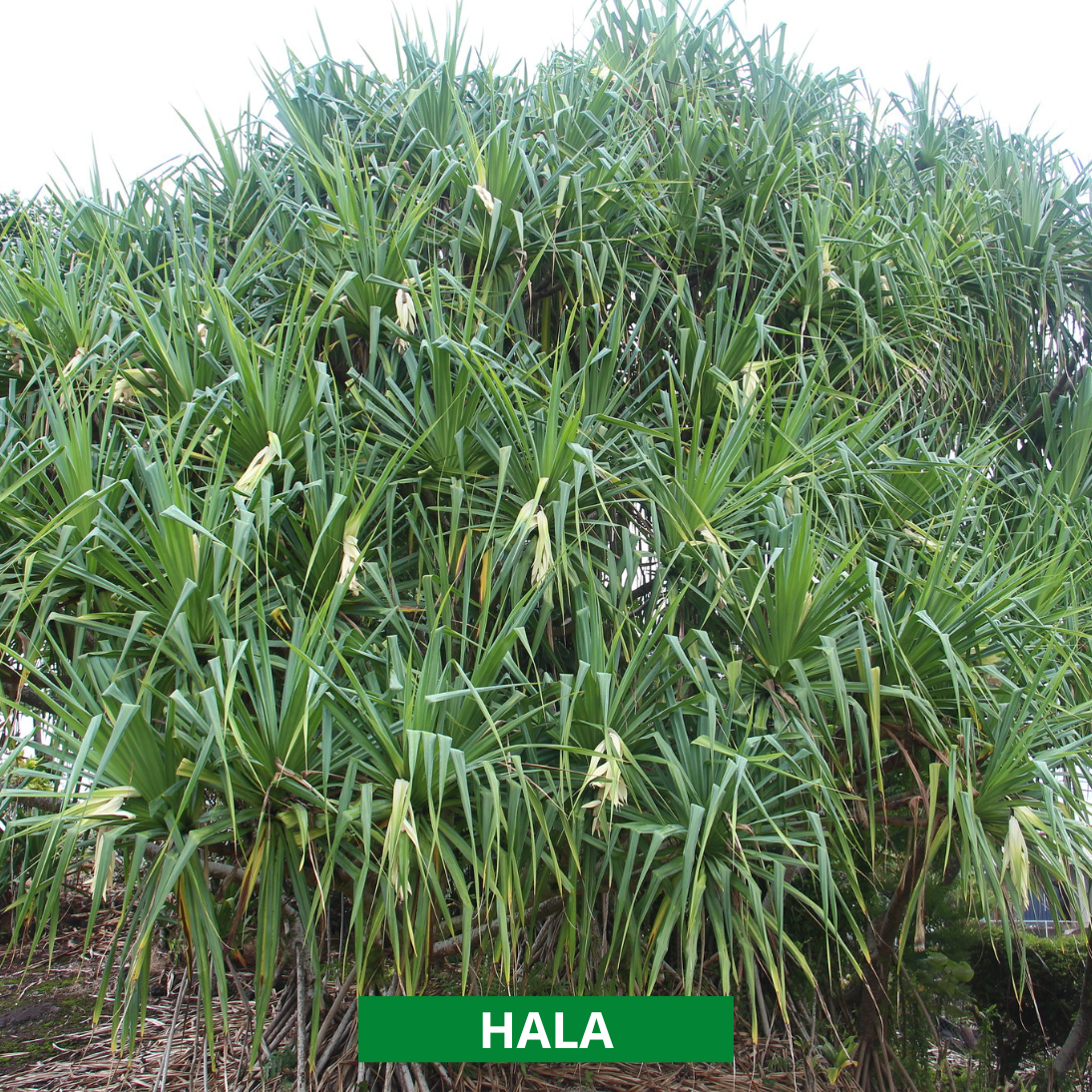 hala tree