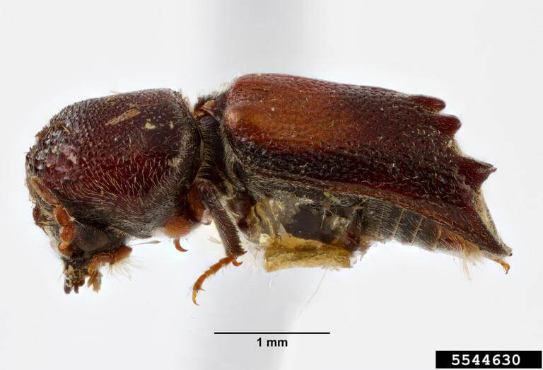 Xylobiops parilis Lesne. horned powder post beetle