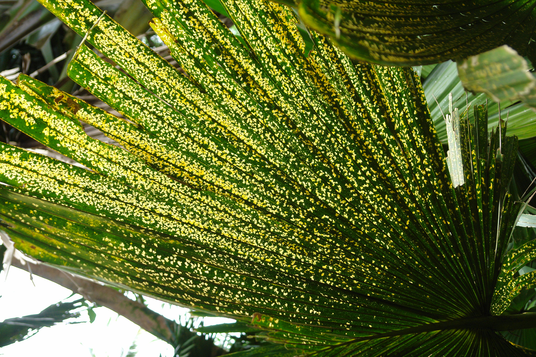 palm frond with yellow spots showing a potassium deficiency