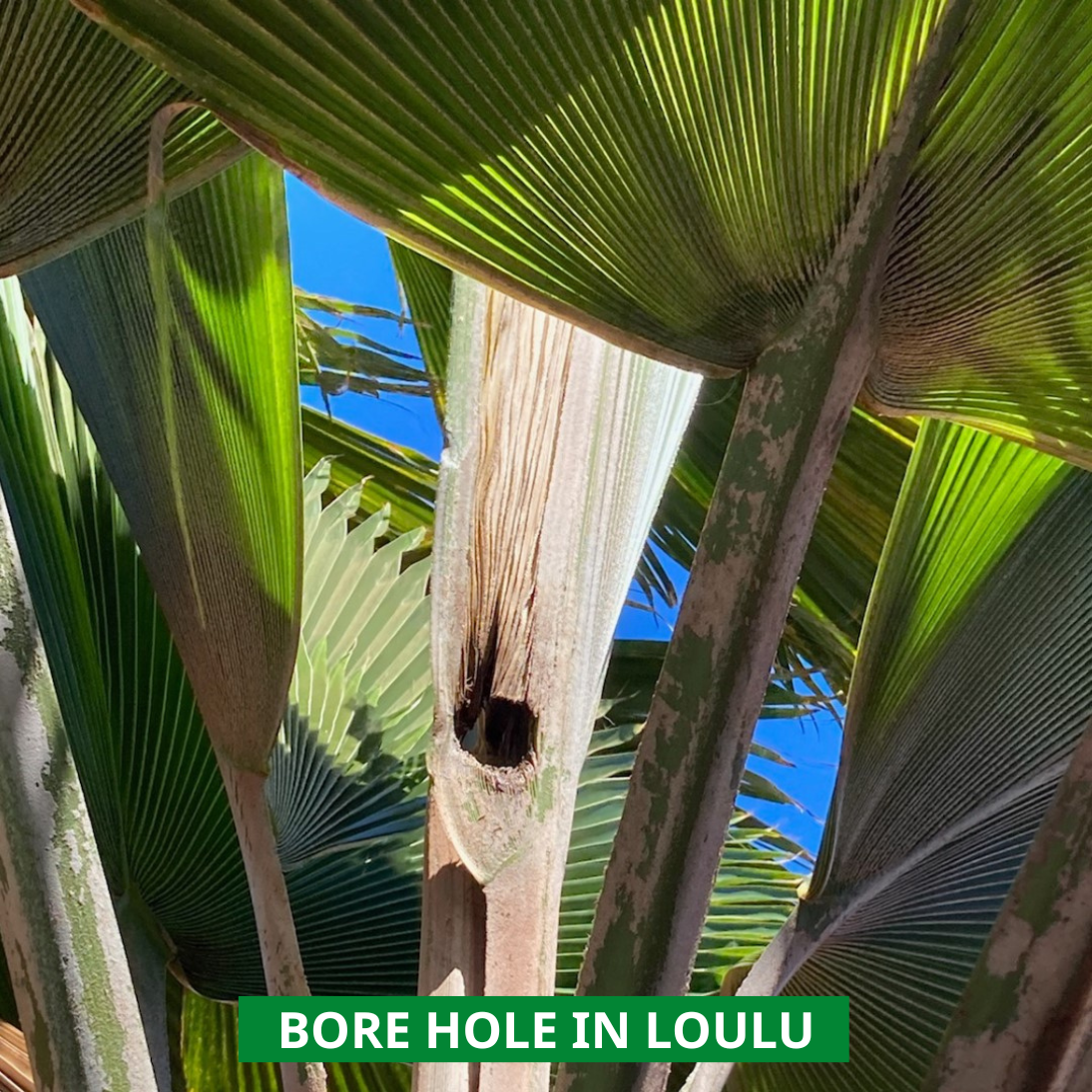 bore hole in loulu palm