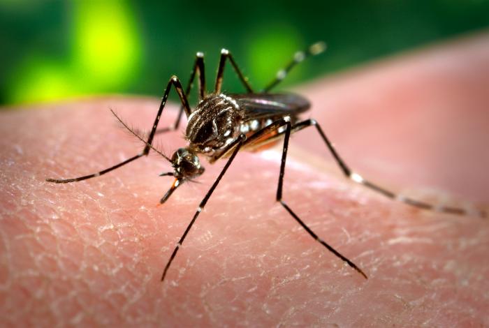 mosquito feeding on a person