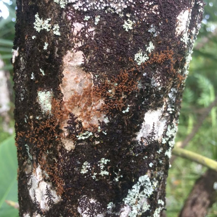 Stop the Ant Month 2022: Battling Invasive Ants in Hawai’i