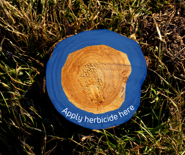 Method Cut stump Big Island Invasive Species Committee BIISC method-cut-stump-big-island-invasive-species-committee-biisc