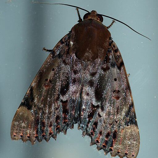 ramie moth