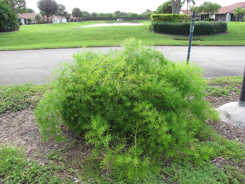 Invasive asparagus fern