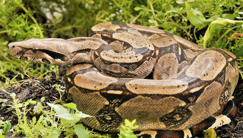 boa constrictor