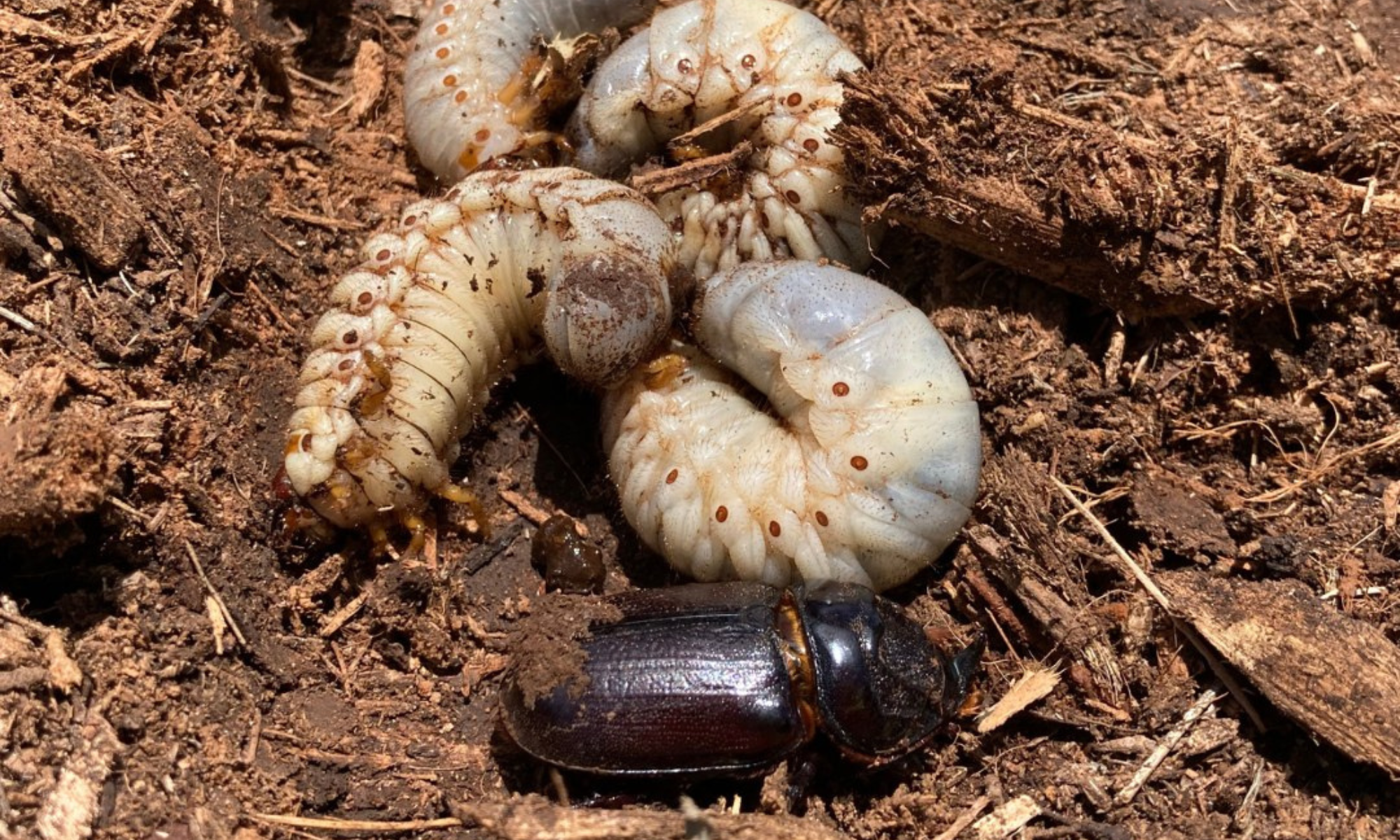 a coconut rhinoceros beetle adult and several 3rd instar larvae