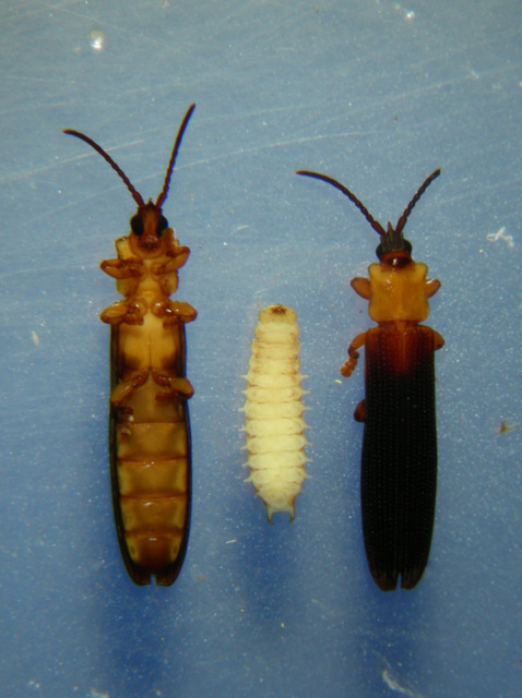 Adult and larvae of brontispa beetle not known to be in Hawaii. The adult is slender with black head and abdomen and an orange thorax. The grub is whitish with orange mouth parts.