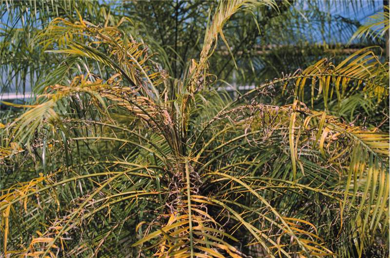 A phoenix palm canopy closeup showing yellowing younger fronds with more necrosis near the frond bases.