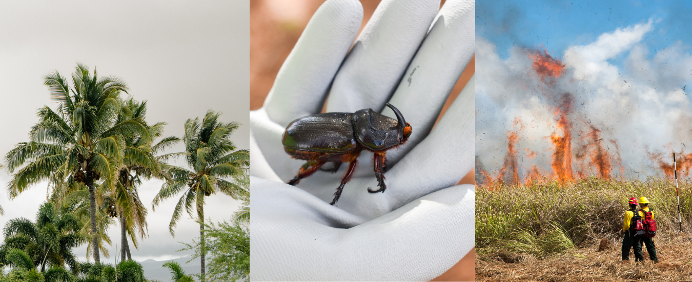ccollage depicting coconut trees, adult coconut rhino beetle, and wildfire 