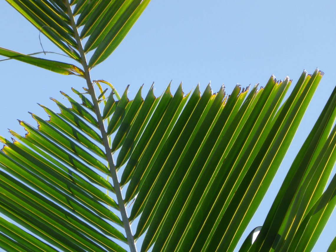 palm frond with v-cut with scalloped edged from coconut rhinocerous beetle