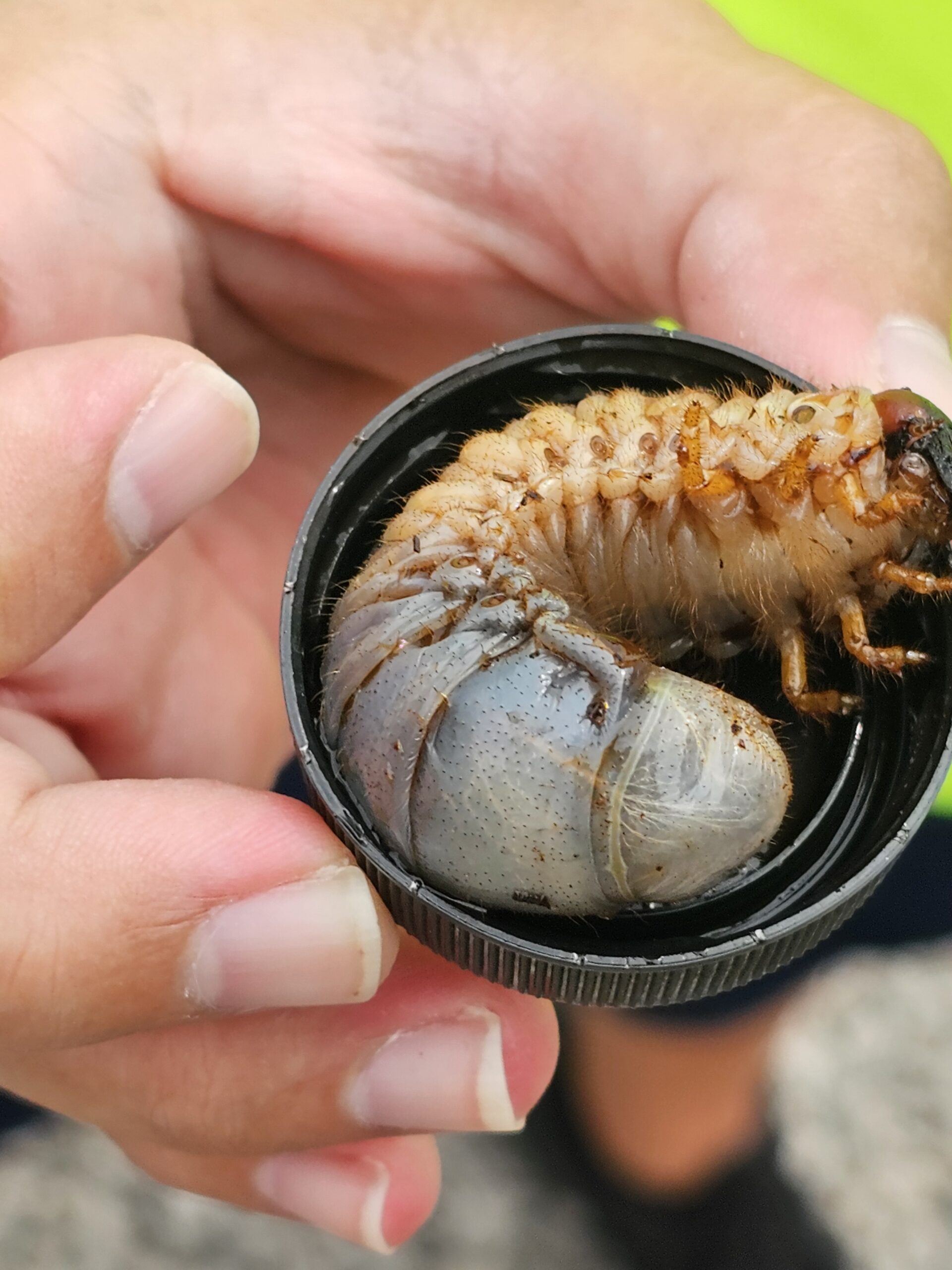 3rd instar larva of coconut rhinoceros beetle