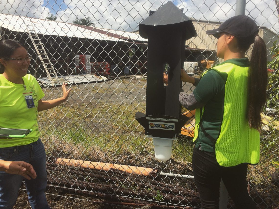 setting up black pannel traps on a fence to monitor for coconut rhinoceros beetle