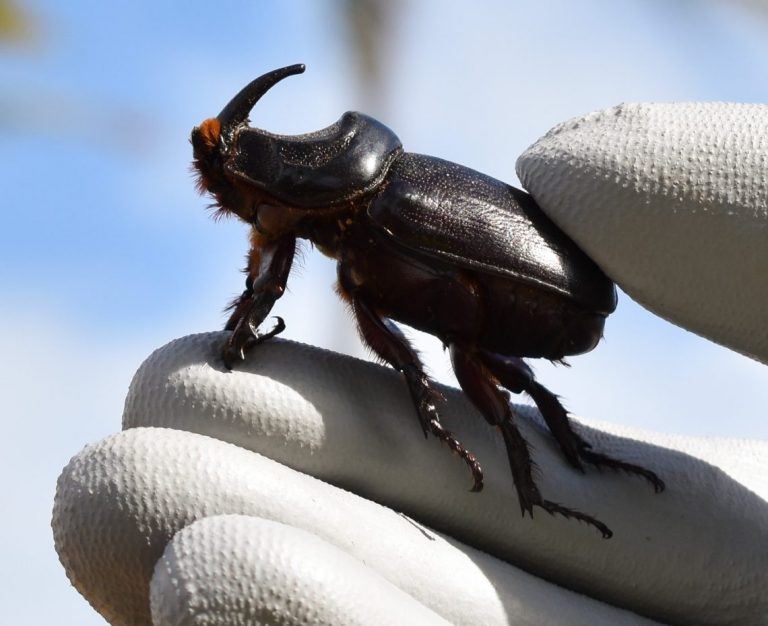 A CRB being held in a gloved hand showing the size of horn and brown fuzzies on its underside.