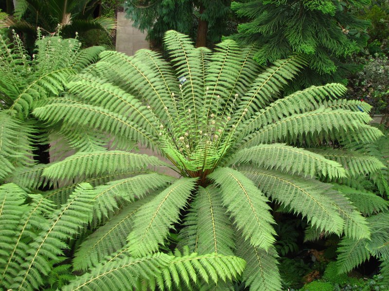 Tasmanian tree fern