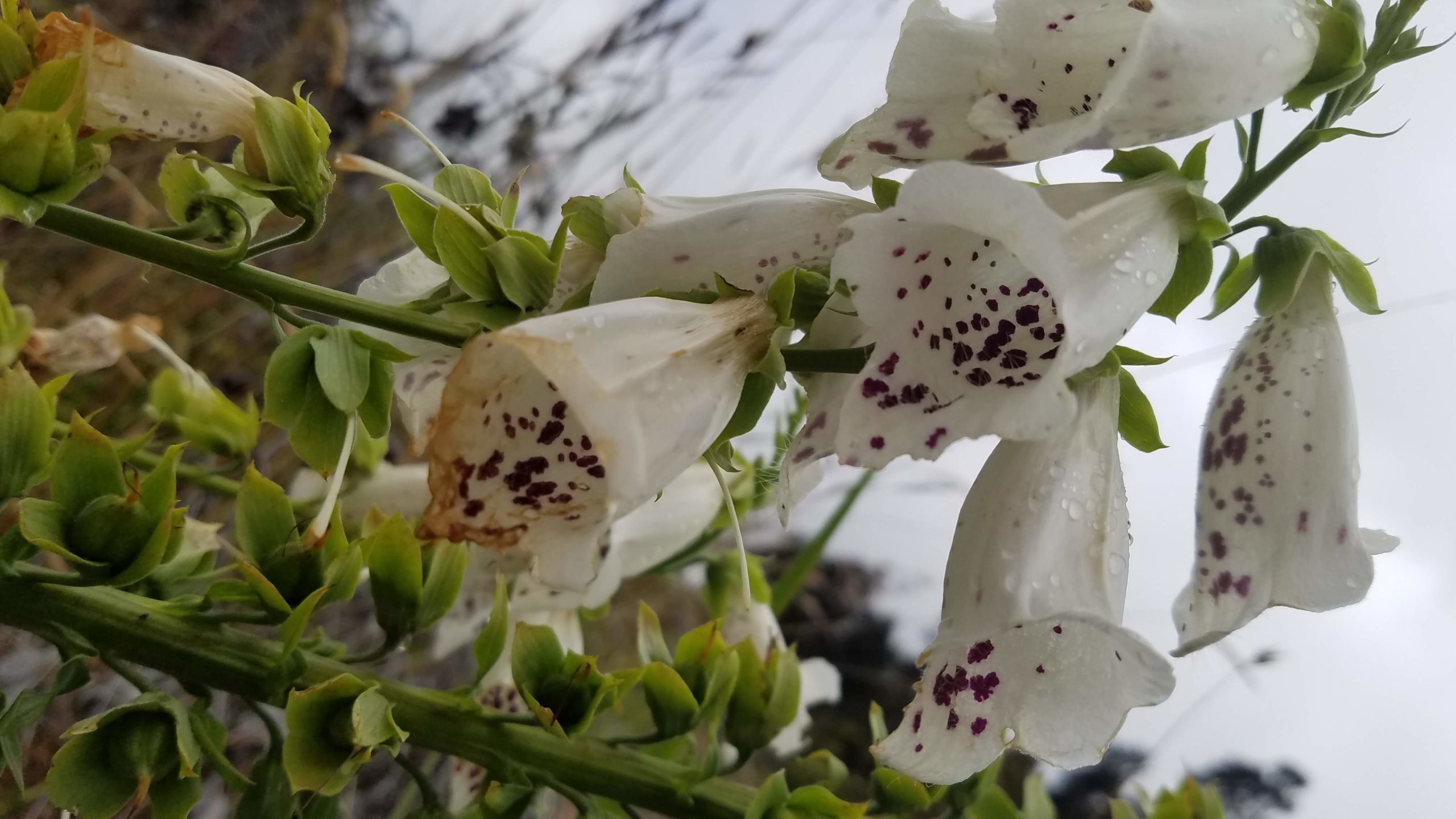 foxglove