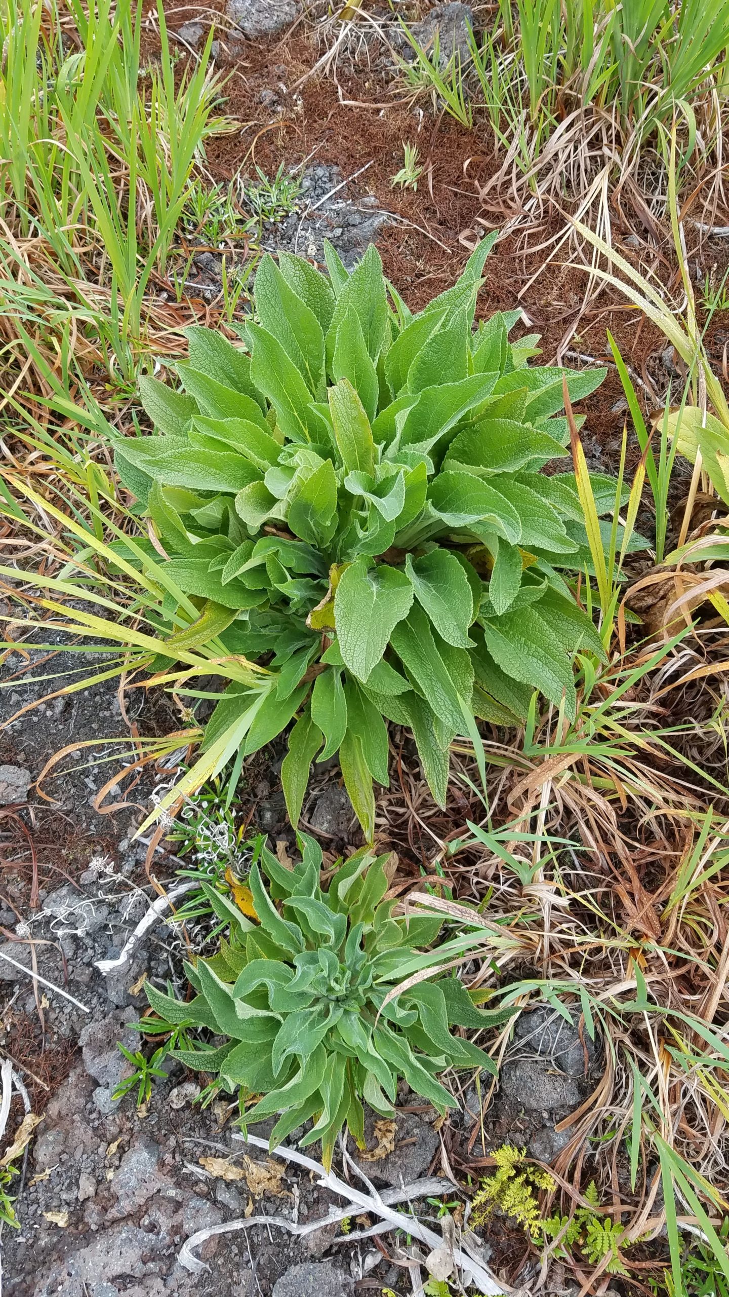 foxglove