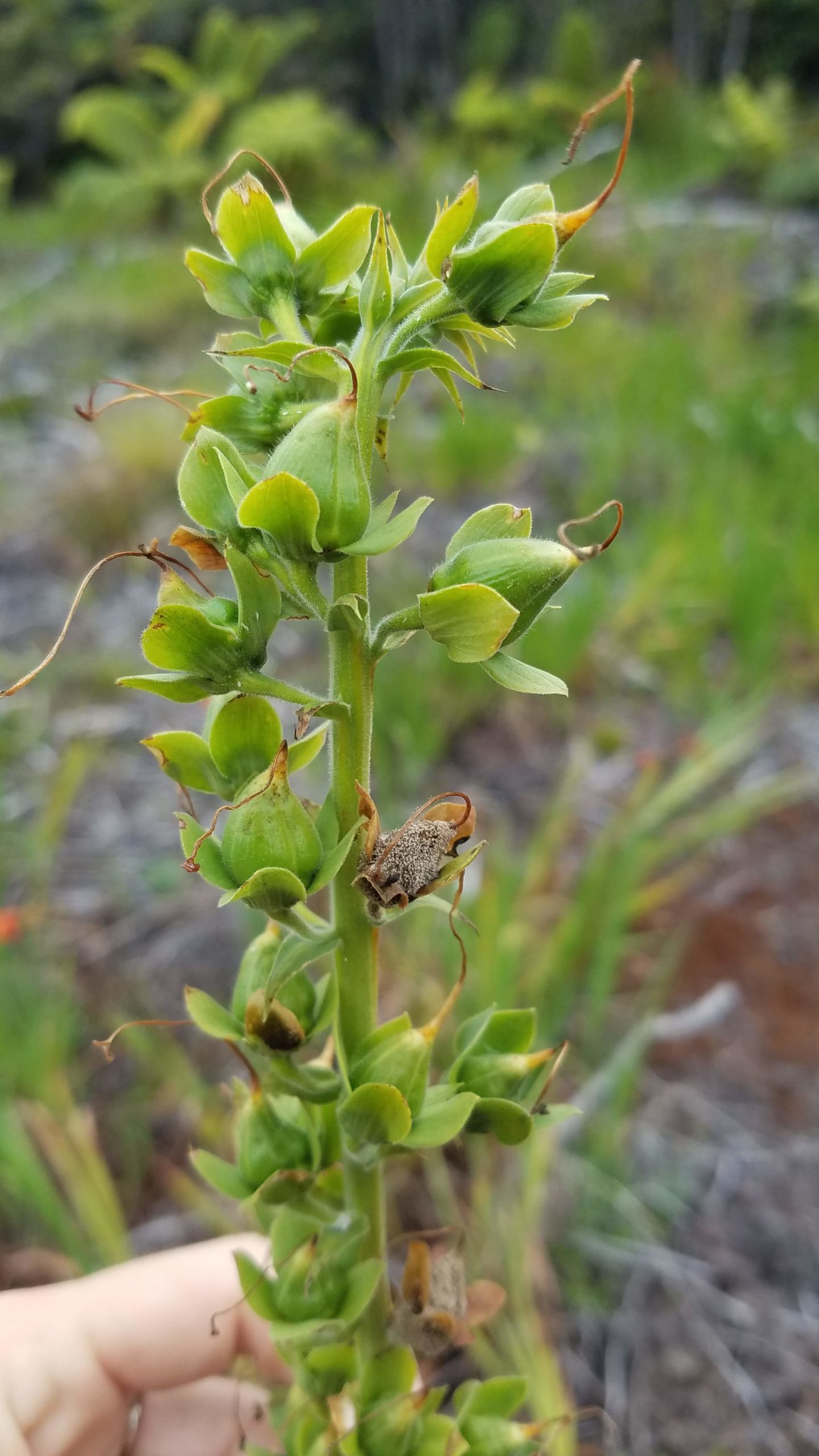 foxglove seeds