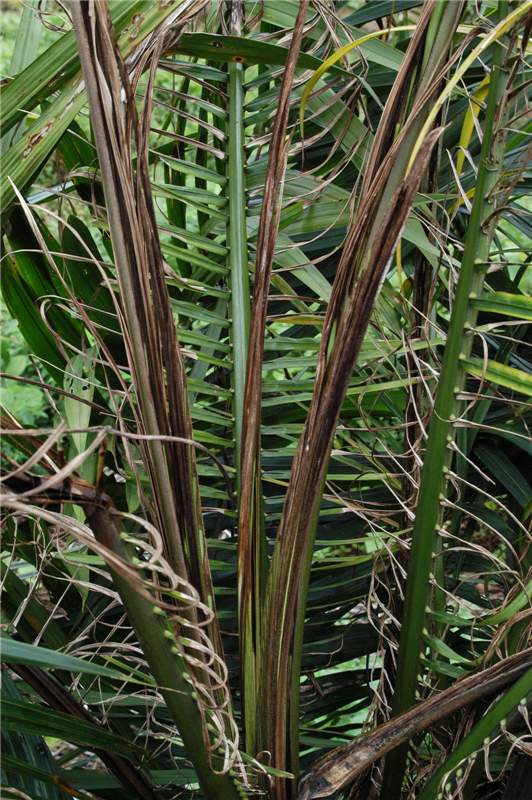 Closeup of an oil palm showing the center spears. New fronds are necrotic and unopened.