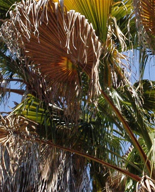 A Washingtonia palm with fusarium wilt signs. Older leafs are necrotic from tips and frond base has characteristic brown striping.