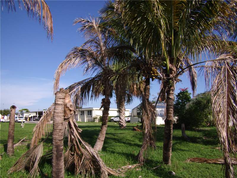 Coconut trees in a grassy field with progressing symptoms of trunk rot. One tree has no canopy, one is dead and drooped, the others are showing frond necrosis on older fronds first.