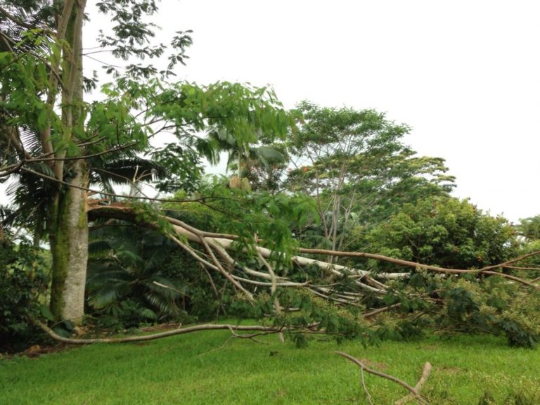 Big Island Invasive Species Committee (BIISC)